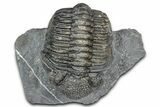Curled Phacopid (Drotops) Trilobite - Mrakib, Morocco #357347-3